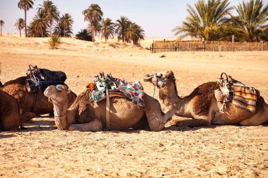 Algeria, Sahara, camels (5)